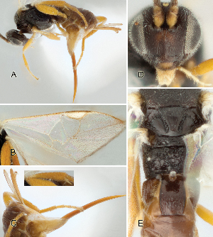  ( - DHJPAR0001561)  @11 [ ] CreativeCommons  Attribution Non-Commercial Share-Alike (2018) Jose Fernandez-Triana Canadian National Collection of Insects, Arachnids and Nematodes