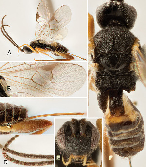  ( - DHJPAR0012506)  @12 [ ] CreativeCommons  Attribution Non-Commercial Share-Alike (2018) Jose Fernandez-Triana Canadian National Collection of Insects, Arachnids and Nematodes