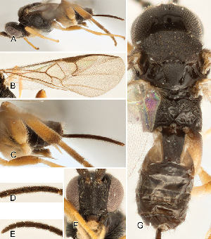  ( - DHJPAR0026016)  @12 [ ] CreativeCommons  Attribution Non-Commercial Share-Alike (2018) Jose Fernandez-Triana Canadian National Collection of Insects, Arachnids and Nematodes