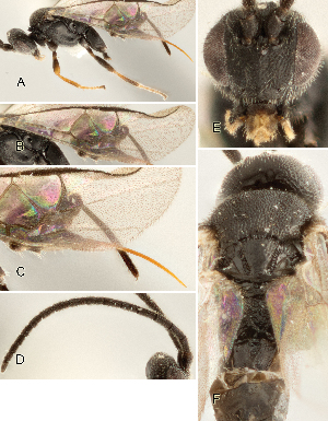  ( - DHJPAR0027225)  @12 [ ] CreativeCommons  Attribution Non-Commercial Share-Alike (2018) Jose Fernandez-Triana Canadian National Collection of Insects, Arachnids and Nematodes