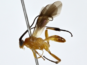  ( - BIOUG71215-F12)  @11 [ ] CreativeCommons - Attribution (2022) CBG Photography Group Centre for Biodiversity Genomics