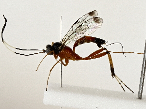  ( - BIOUG80188-G01)  @11 [ ] CreativeCommons - Attribution (2022) CBG Photography Group Centre for Biodiversity Genomics
