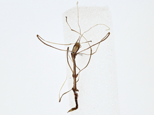  (Paracandovia - BIOUG80194-E10)  @11 [ ] CreativeCommons - Attribution (2022) CBG Photography Group Centre for Biodiversity Genomics