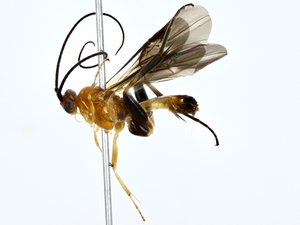  (Coccygidium mellosiheroine - BIOUG80727-G06)  @11 [ ] CreativeCommons - Attribution (2022) CBG Photography Group Centre for Biodiversity Genomics