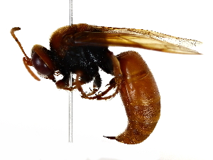  ( - BIOUG80736-H07)  @11 [ ] CreativeCommons - Attribution (2022) CBG Photography Group Centre for Biodiversity Genomics