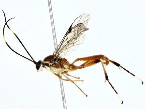  ( - BIOUG80741-F05)  @11 [ ] CreativeCommons - Attribution (2022) CBG Photography Group Centre for Biodiversity Genomics