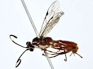  ( - BIOUG80741-G09)  @11 [ ] CreativeCommons - Attribution (2022) CBG Photography Group Centre for Biodiversity Genomics