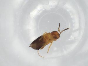  ( - BIOUG82732-H07)  @11 [ ] CreativeCommons - Attribution (2022) Centre for Biodiversity Genomics Centre for Biodiversity Genomics