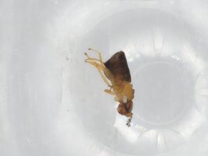  ( - BIOUG82759-F04)  @11 [ ] CreativeCommons - Attribution (2022) Centre for Biodiversity Genomics Centre for Biodiversity Genomics