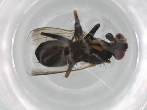  ( - BIOUG84508-F05)  @11 [ ] CreativeCommons - Attribution (2022) Centre for Biodiversity Genomics Centre for Biodiversity Genomics