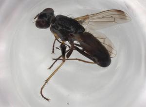  ( - BIOUG85704-H09)  @11 [ ] CreativeCommons - Attribution (2022) Centre for Biodiversity Genomics Centre for Biodiversity Genomics