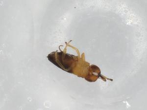  ( - BIOUG85708-F10)  @11 [ ] CreativeCommons - Attribution (2022) Centre for Biodiversity Genomics Centre for Biodiversity Genomics