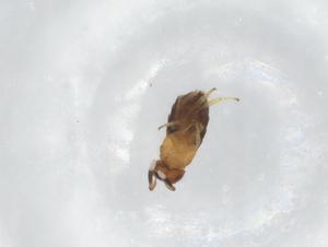  ( - BIOUG85709-G11)  @11 [ ] CreativeCommons - Attribution (2022) Centre for Biodiversity Genomics Centre for Biodiversity Genomics