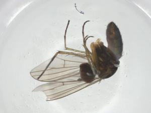  ( - CBG-A27112-E10)  @11 [ ] CreativeCommons - Attribution Share - Alike (2024) Centre for Biodiversity Genomics Centre for Biodiversity Genomics