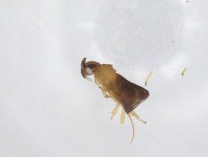  ( - CBG-A31707-C07)  @11 [ ] CreativeCommons - Attribution Share - Alike (2024) Centre for Biodiversity Genomics Centre for Biodiversity Genomics