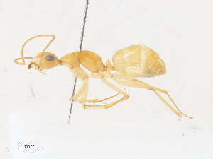  (Camponotus discors - CBG-A31814-B07)  @11 [ ] CreativeCommons - Attribution Share - Alike (2024) CBG Photography Group Centre for Biodiversity Genomics