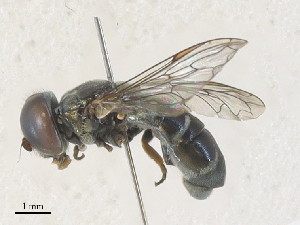  ( - CBG-A31819-C04)  @11 [ ] CreativeCommons - Attribution Share - Alike (2024) CBG Photography Group Centre for Biodiversity Genomics