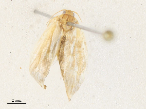  ( - CBG-A31820-B03)  @11 [ ] CreativeCommons - Attribution Share - Alike (2024) CBG Photography Group Centre for Biodiversity Genomics