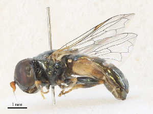  ( - CBG-A31825-D02)  @11 [ ] CreativeCommons - Attribution Share - Alike (2024) CBG Photography Group Centre for Biodiversity Genomics