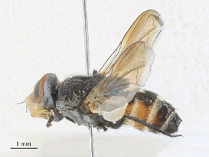  ( - CBG-A31825-F01)  @11 [ ] CreativeCommons - Attribution Share - Alike (2024) CBG Photography Group Centre for Biodiversity Genomics