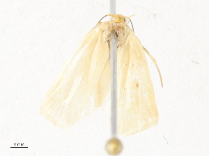  ( - CBG-A31828-B08)  @11 [ ] CreativeCommons - Attribution Share - Alike (2024) CBG Photography Group Centre for Biodiversity Genomics