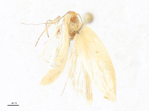  ( - CBG-A31828-B12)  @11 [ ] CreativeCommons - Attribution Share - Alike (2024) CBG Photography Group Centre for Biodiversity Genomics