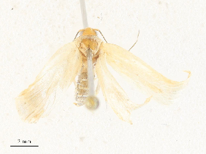  ( - CBG-A31828-C02)  @11 [ ] CreativeCommons - Attribution Share - Alike (2024) CBG Photography Group Centre for Biodiversity Genomics