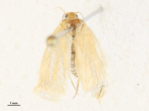  ( - CBG-A31828-H02)  @11 [ ] CreativeCommons - Attribution Share - Alike (2024) CBG Photography Group Centre for Biodiversity Genomics