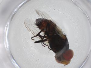  ( - CBG-A32879-E07)  @11 [ ] CreativeCommons - Attribution Share - Alike (2024) Centre for Biodiversity Genomics Centre for Biodiversity Genomics