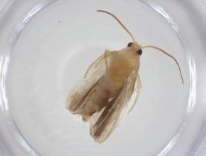  ( - CBG-A33952-E10)  @11 [ ] CreativeCommons - Attribution Share - Alike (2024) Centre for Biodiversity Genomics Centre for Biodiversity Genomics