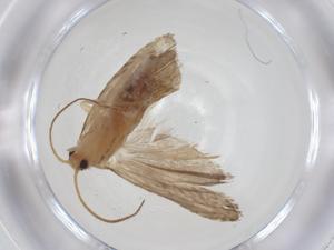  ( - CBG-A33952-E11)  @11 [ ] CreativeCommons - Attribution Share - Alike (2024) Centre for Biodiversity Genomics Centre for Biodiversity Genomics