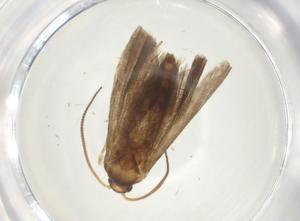  ( - CBG-A33977-A02)  @11 [ ] CreativeCommons - Attribution Share - Alike (2024) Centre for Biodiversity Genomics Centre for Biodiversity Genomics