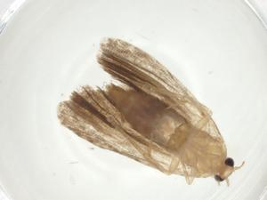  ( - CBG-A33977-A09)  @11 [ ] CreativeCommons - Attribution Share - Alike (2024) Centre for Biodiversity Genomics Centre for Biodiversity Genomics