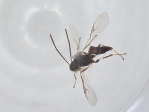  (Diaeretus - CBG-A33984-B08)  @11 [ ] CreativeCommons - Attribution Share - Alike (2024) Centre for Biodiversity Genomics Centre for Biodiversity Genomics