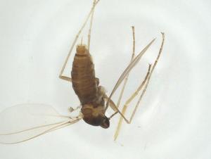  (Asphondylia sarcocorniae - CBG-A34867-C09)  @11 [ ] CreativeCommons - Attribution Share - Alike (2024) Centre for Biodiversity Genomics Centre for Biodiversity Genomics