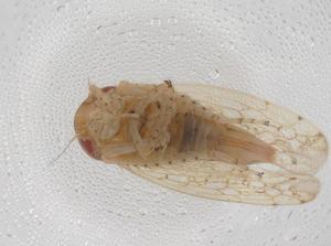  ( - CBG-A34909-E06)  @11 [ ] CreativeCommons - Attribution Share - Alike (2024) Centre for Biodiversity Genomics Centre for Biodiversity Genomics