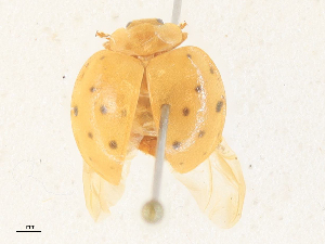  ( - CBG-A35142-A03)  @11 [ ] CreativeCommons - Attribution Share - Alike (2024) CBG Photography Group Centre for Biodiversity Genomics