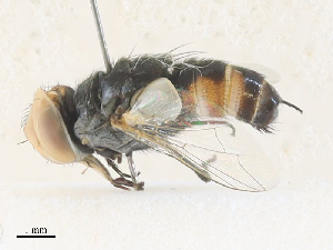  (Protomiltogramma nigriseta - CBG-A35144-D02)  @11 [ ] CreativeCommons - Attribution Share - Alike (2024) CBG Photography Group Centre for Biodiversity Genomics
