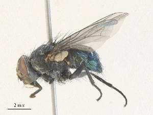  (Calliphora accepta - CBG-A35146-D01)  @11 [ ] CreativeCommons - Attribution Share - Alike (2024) CBG Photography Group Centre for Biodiversity Genomics