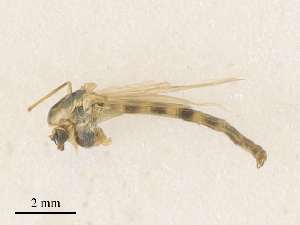 ( - CBG-A35146-H03)  @11 [ ] CreativeCommons - Attribution Share - Alike (2024) CBG Photography Group Centre for Biodiversity Genomics