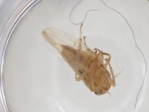  ( - CBG-A35402-H02)  @11 [ ] CreativeCommons - Attribution Share - Alike (2024) Centre for Biodiversity Genomics Centre for Biodiversity Genomics