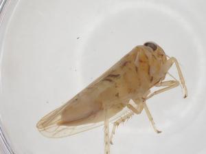  ( - CBG-A35405-H05)  @11 [ ] CreativeCommons - Attribution Share - Alike (2024) Centre for Biodiversity Genomics Centre for Biodiversity Genomics