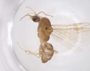  (Iridomyrmex pallidus - CBG-A35414-A08)  @11 [ ] CreativeCommons - Attribution Share - Alike (2024) Centre for Biodiversity Genomics Centre for Biodiversity Genomics