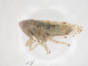  (Orosius pallidus - CBG-A35415-C08)  @11 [ ] CreativeCommons - Attribution Share - Alike (2024) Centre for Biodiversity Genomics Centre for Biodiversity Genomics