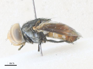  (Protomiltogramma plebeia - CBG-A36794-D12)  @11 [ ] CreativeCommons - Attribution Share - Alike (2024) CBG Photography Group Centre for Biodiversity Genomics
