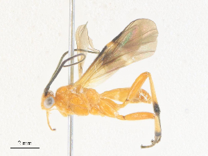  (Coccygidium necatrix - CBG-A38499-F01)  @11 [ ] CreativeCommons - Attribution Share - Alike (2024) CBG Photography Group Centre for Biodiversity Genomics