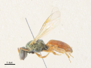  ( - CBG-A38499-G04)  @11 [ ] CreativeCommons - Attribution Share - Alike (2024) CBG Photography Group Centre for Biodiversity Genomics