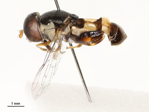  ( - CBG-A51066-G10)  @11 [ ] CreativeCommons - Attribution Share - Alike (2024) CBG Photography Group Centre for Biodiversity Genomics