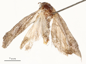  ( - CBG-A51070-B10)  @11 [ ] CreativeCommons - Attribution Share - Alike (2024) CBG Photography Group Centre for Biodiversity Genomics