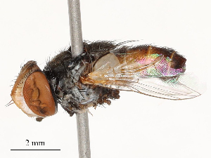  ( - CBG-A51940-A05)  @11 [ ] CreativeCommons - Attribution Share - Alike (2024) CBG Photography Group Centre for Biodiversity Genomics